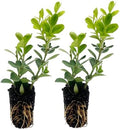 ragnaroc Japanese Boxwood 2-4" (Buxus microphylla VAR. Japonica) 2ct - Live Plant for Indoor Outdoor Use, Garden & Landscaping - Live Arrival Guaranteed by ragnaroc