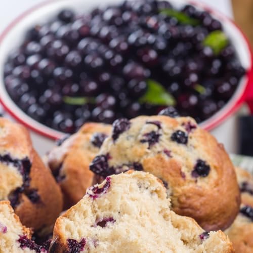 6 Huckleberry Bushes Live Plants, Sweet Edible Berry Bush, 1-3 Inch Tall - Image 4