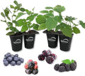Berry Variety Pack - 4 Live Starter Plants - Growers Choice - A Selection of Blueberry, BlackBerry, and Boysenberry Varieties for Your Edible Garden by WekivaFoliage