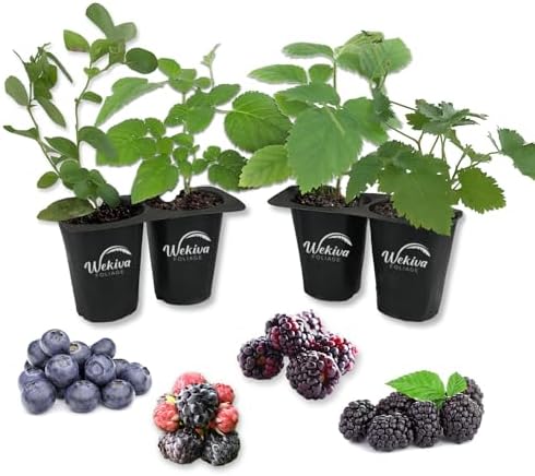 Berry Variety Pack - 4 Live Starter Plants - Growers Choice - A Selection of Blueberry, BlackBerry, and Boysenberry Varieties for Your Edible Garden by WekivaFoliage