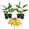 Truly Tiny Banana Tree - 4 Live Starter Plants - Musa - Edible Fruit Bearing Tree for The Patio and Garden by WekivaFoliage