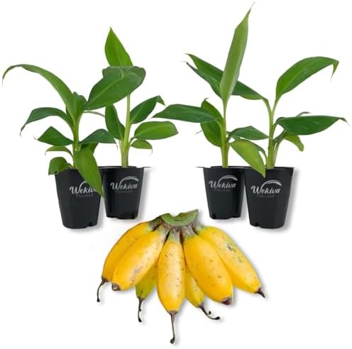 Truly Tiny Banana Tree - 4 Live Starter Plants - Musa - Edible Fruit Bearing Tree for The Patio and Garden by WekivaFoliage