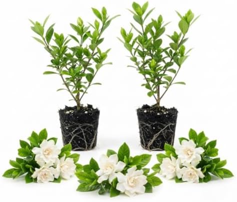 2 Frostproof Jasmine Live Plants, Fragrant Flowering Shrubs, 4-6" Tall - Image 4