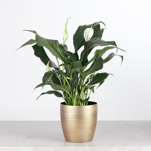 Live Peace Lily Plant, Spathiphyllum, Low Light, Easy to Grow, 4" Pot - Image 2