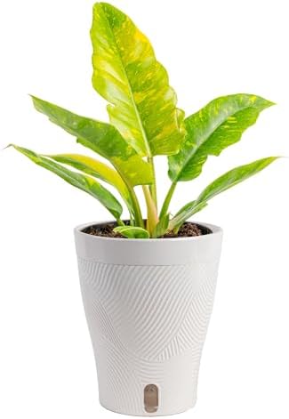 Costa Farms Ring of Fire Philodendron, Live Indoor Plant, Tropical by Unknown