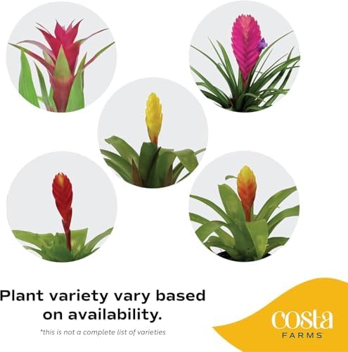 Costa Farms Bromeliad, Live Indoor Plant, Easy Care, Home Decor - Image 3