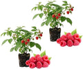 2 Red Raspberry Live Plants, Berry Bush Plant, 4-6 Inch Tall, 4 Inch Pot by Unknown