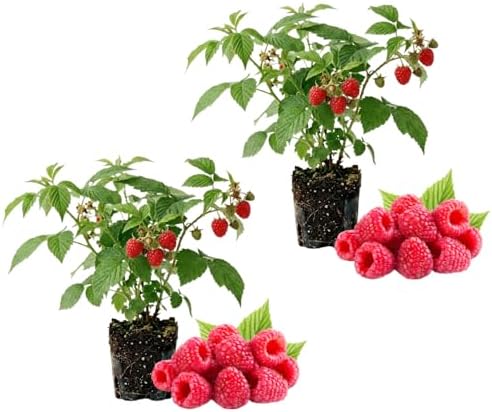 2 Red Raspberry Live Plants, Berry Bush Plant, 4-6 Inch Tall, 4 Inch Pot by Unknown