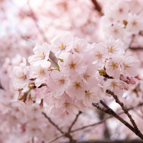 Set 2 Cherry Blossom Trees for Planting, Hardy Ornamental Flowering Cherry Tree in Home Garden, 5-10 Inch Tall, 2.5 Inch Pot, Dormant in Winter - Image 4