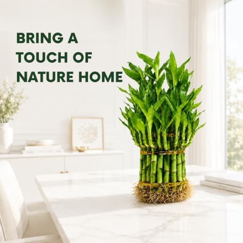 Lucky Bamboo Live Plant, 3 Layer Dracaena Sanderiana Houseplant - Image 6