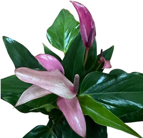 Anthurium (12"-14" Tall) Unique and Gorgeous Live Indoor Plant, Easy Care and Easy to Grow, Bloom Plant, 4 inch Pot (Zizou Purple) - Image 6