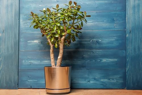 Organic Jade Plant (Crassula ovata) Live Plant in 2.5-inch Pot - Image 3