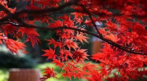 Bloodgood Red Japanese Maple Tree - 2 Year Live Plant - Acer palmatum 'Bloodgood' by - Japanese Maples and Evergreens - Image 4