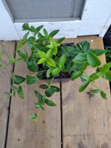 8 Vinca Plants Periwinkle/Vinca - Hardy Groundcover 8 Plants in 4 inch Pots - Image 3