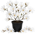 White Magnolia Flower Tree Live Plant, Spring Bloom Tree, 2.5'' Pot by Unknown