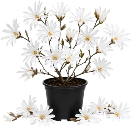 White Magnolia Flower Tree Live Plant, Spring Bloom Tree, 2.5'' Pot by Unknown