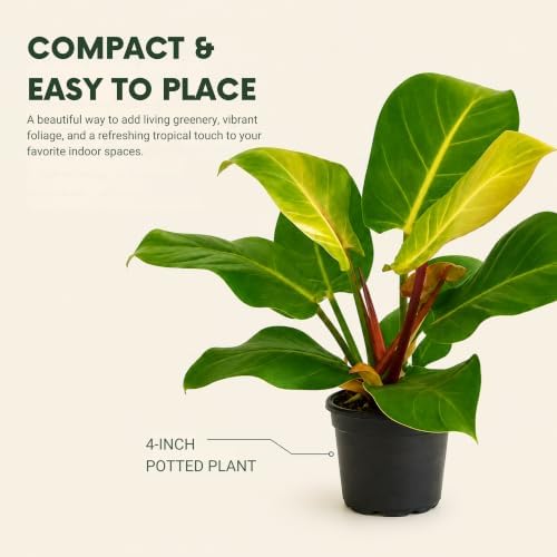 Philodendron Yellow Flame Live Plant - Rare Golden Variegated Houseplant - Image 6