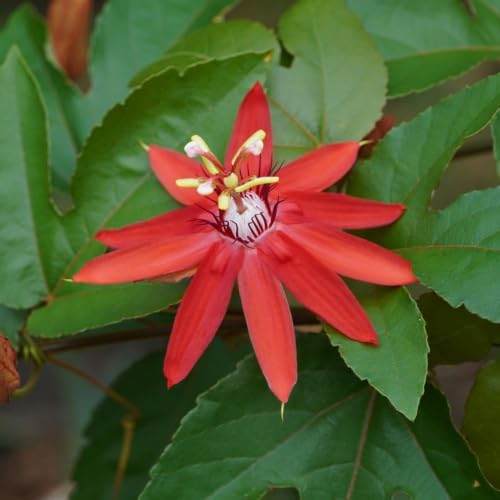 Red Passion Flower Plant, Live Passiflora Vine, 4-8 Inch Tall - Image 5