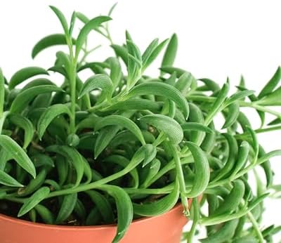 Shop Succulents String of Bananas Hanging Succulent, Senecio Radicans, Fully Rooted Live 4" Succulent Plant, Low Maintenance Indoor Plant, Trailing Succulents, Gift & Garden - Image 2