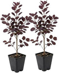 2 Purple Smoke Tree Plants Live, 6-12 Inch Tall in 4" Pot, Royal Purple Foliage Ornamental Shrub, Cold-Hardy Decorative Plant for Sun by GINGERGLOW