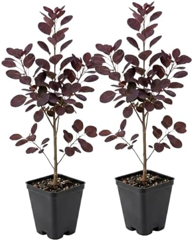 2 Purple Smoke Tree Plants Live, 6-12 Inch Tall in 4" Pot, Royal Purple Foliage Ornamental Shrub, Cold-Hardy Decorative Plant for Sun by GINGERGLOW