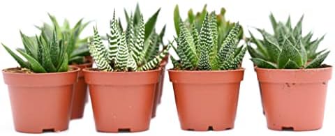 Live Indoor Succulent Plants – 2-inch Assorted Small Succulent – Real Fully Rooted Indoor Succulent Plants (12) - Image 2