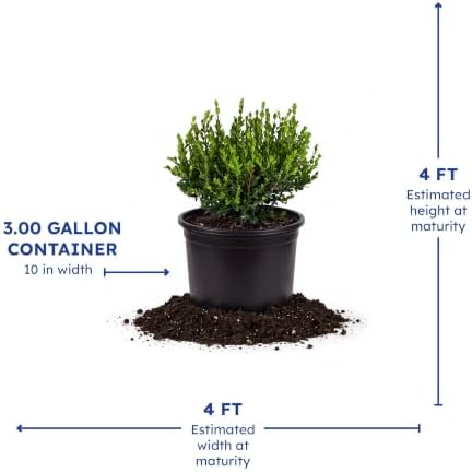 Monrovia Winter Gem Boxwood, Live Evergreen Shrub, 3 Gallon - Image 4