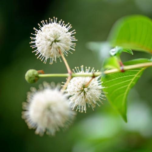 Buttonbush Live Plant, 4 Inch Pot, Cephalanthus Occidentalis Live Shrubs - Image 6