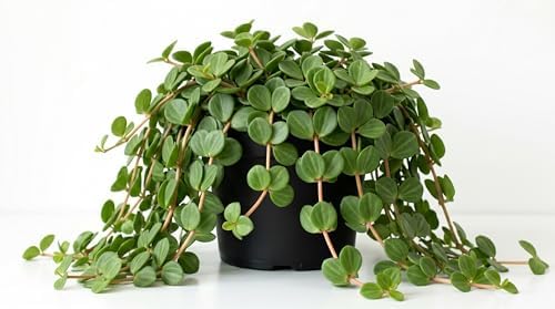 Variety of Peperomia Live Plant for Houseplant Tropical Shurb 4" Pot (Peperomia Hope Plant) by Unknown