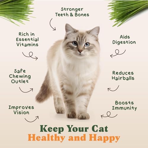 Organic Non-GMO Cat Grass Seeds for Planting Indoor (8 oz) - Image 2