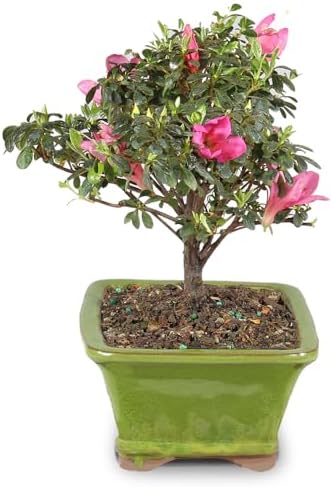 Brussel's Bonsai - Small Satsuki Azalea Live Bonsai Tree, Potted Outdoor Plant - Image 2