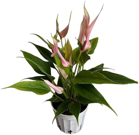 Anthurium (12"-14" Tall) Unique and Gorgeous Live Indoor Plant, Easy Care and Easy to Grow, Bloom Plant, 4 inch Pot (Lily Pink) by hopewindplants