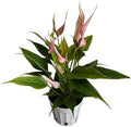 Anthurium (12"-14" Tall) Unique and Gorgeous Live Indoor Plant, Easy Care and Easy to Grow, Bloom Plant, 4 inch Pot (Lily Pink) by hopewindplants