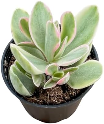 Sprout N Green Money Maker Variegata, Live Succulent Plant by SproutNGreen