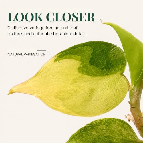 Philodendron Billietiae Variegated Live Plantlet, Rare Indoor Houseplant - Image 3