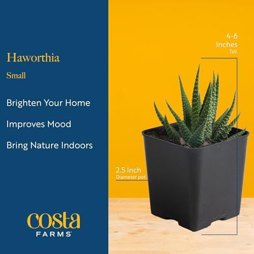 Costa Farms Succulents, Live Indoor Plant, Easy Care, Home Decor - Image 4