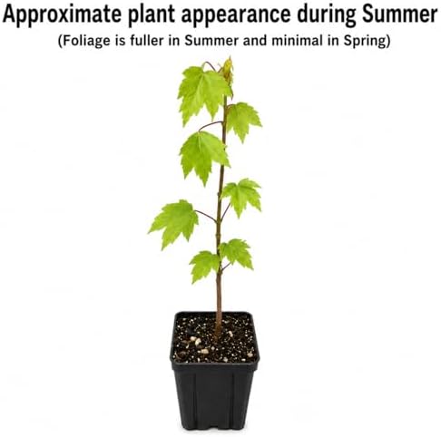 Brandywine Maple Tree - 6-12" Tall Live Plant - 2.5" Pot - Image 2