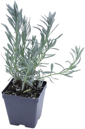 Greenwood Nursery: Live Perennial Plants - Provence Lavender + Lavandula x Intermedia - [Qty: 1x Pint Pot] - (Click for Other Available Plants/Quantities) - Image 2