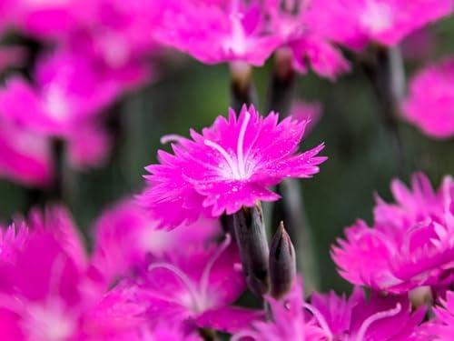 Greenwood Nursery: Live Perennial Plants - Firewitch + Dianthus Gratianopolitanus - [Qty: 3X 3.5 Pots] - (Click for Other Available Plants/Quantities) - Image 2