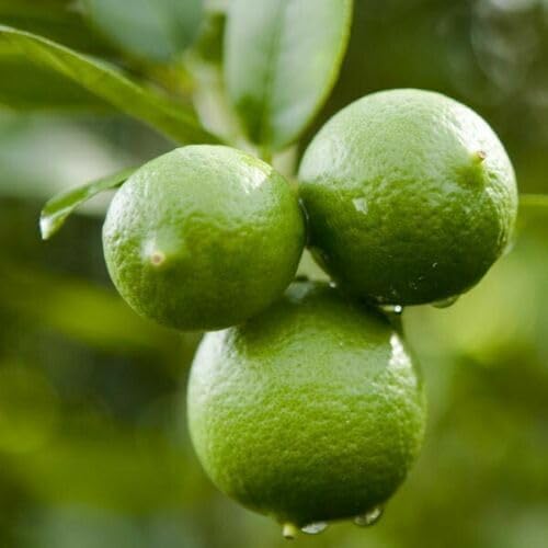 Mexican Key Lime Tree - 2-5 Inch Tall Live Plant - Potted Lime Fruit Seedling - Citrus aurantifolia - Image 3