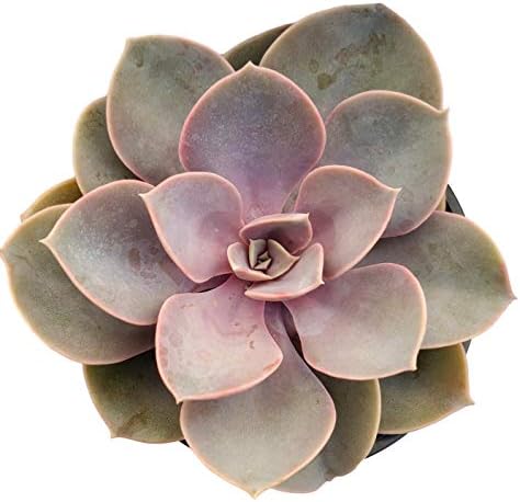 Pink Echeveria 'Perle von Nurnberg' - Elegant Succulent with Pastel Tones - Drought-Tolerant and Low Maintenance Indoor/Outdoor Plant by FatPlantsSanDiego