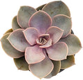 Pink Echeveria 'Perle von Nurnberg' - Elegant Succulent with Pastel Tones - Drought-Tolerant and Low Maintenance Indoor/Outdoor Plant by FatPlantsSanDiego