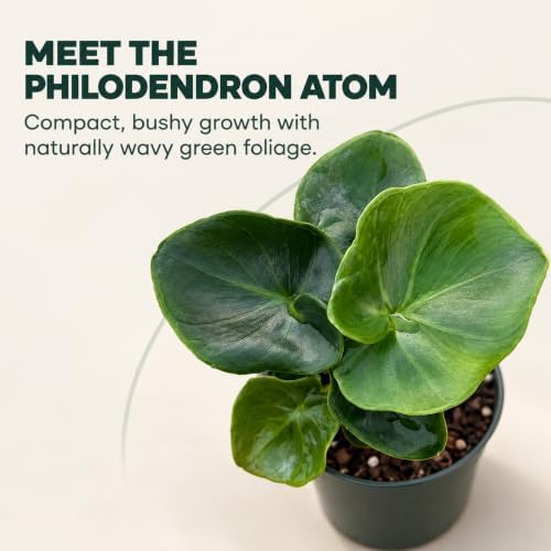 Philodendron Atom Live Plant - Rare Compact Indoor Houseplant & Leafy Gift - Image 5