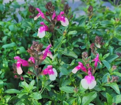 Salvia greggii 'Mirage Rose Bicolor' (Autumn Sage) Dwarf Grows to 14 inches Tall - Flowering Starter Size Plant – 1 Live Plant - in 2.5" Pot – Hardy Flowering Perennial, Pollinator Favorite - Image 4