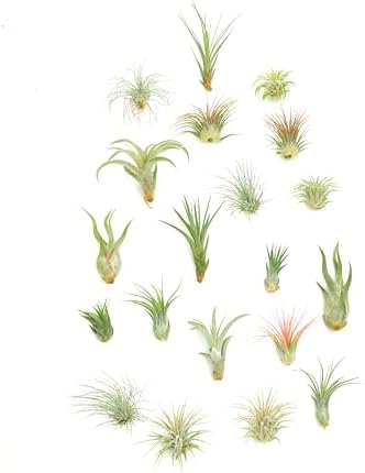 Shop Succulents - Live Assorted Tillandsia Air Plants for Indoors, 20 Pack by ShopSucculents