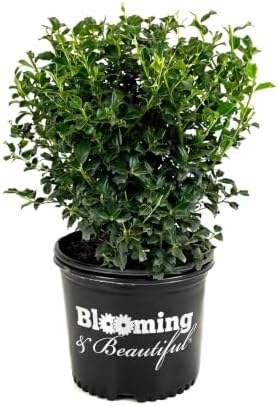 China Girl Holly, Live Evergreen Shrub, 3 Gallon by BloomingBeautiful