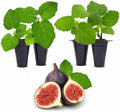 Chicago Hardy Fig Plant (4 Pack) | Live Fruit Plant for Planting | Cold-Hardy & High-Yielding Tree | Grow Your Own Sweet & Juicy Figs at Home | Perfect for Fresh Eating, Drying & Organic Gardening by FamPlants