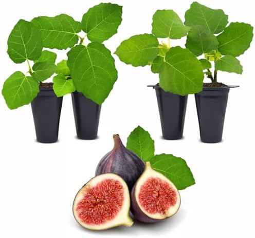 Fig Tree Chicago Hardy Live Plant (4 Pack) Cold-Hardy Live Plants to -10°F | Easy to Grow Plants | Edible Fruit Plant | Grow Your own Food on Your Edible Organic Garden| Live for Planting. by FamPlants