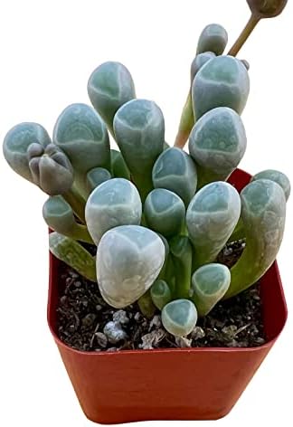 Sprout N Green Baby Toes Succulent, Live Fenestraria rhopalophylla Plant - Image 2