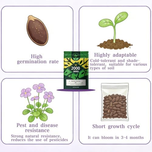 Viola Seeds, 2000 Cool Season Flower Seeds for Pot, Borders, Window Boxes - Image 6